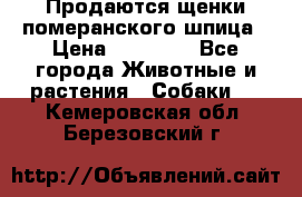 Продаются щенки померанского шпица › Цена ­ 45 000 - Все города Животные и растения » Собаки   . Кемеровская обл.,Березовский г.